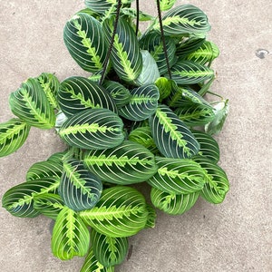 Maranta leuconeura roślina modlitewna 8” cytryna limonka