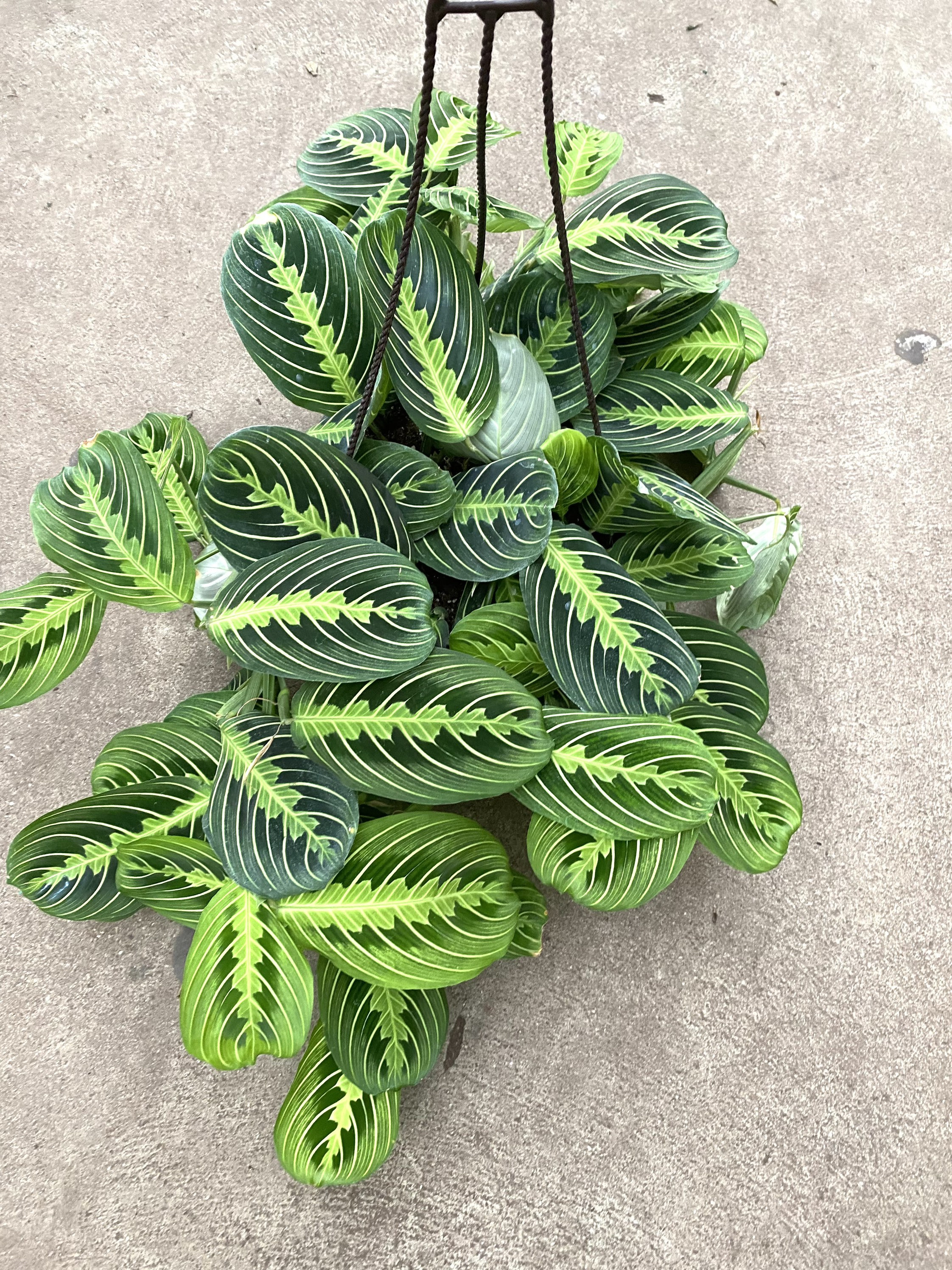 Maranta leuconeura prayer plant 8” lemon lime