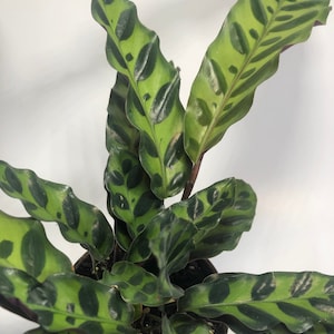 Calathea Lancifolia Rattlesnake plant