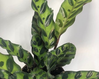 Calathea Lancifolia Rattlesnake plant