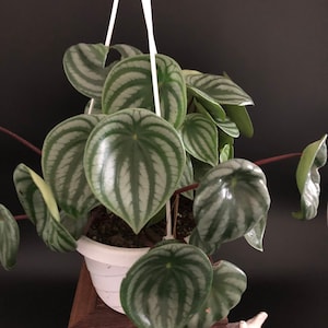 Calathea Orbifolia Watermelon - Etsy