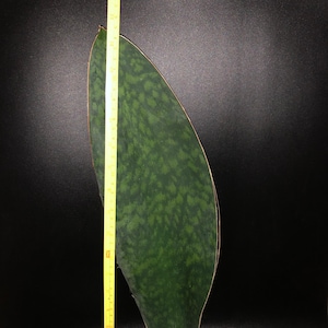 Sansevieria Masoniana Roślina wężowa płetwa wieloryba 6”