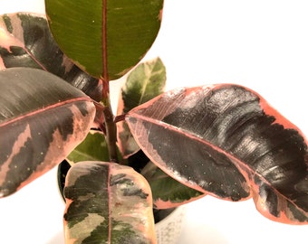 フィカス・エラスティカ（ゴムの木）約1.5メートル フィカス・エラスティカ（ゴムの木）約1.5メートル フィカス