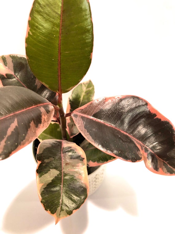 フィカス　エラスティカ　\"アサヒゴ厶\"　大株 フィカス・エラスティカ | barrelplants_BONSAI