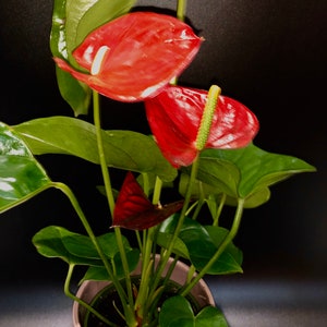 Puede incluir: Planta de Anthurium en maceta, con espádices de color rojo brillante y hojas verdes brillantes. La planta presenta una hoja en forma de corazón y una espata de color burdeos oscuro. Las flores tienen un espádice prominente y la maceta es de color rosa claro.