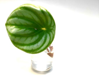 Wassermelonen-Peperomia-Ausschnitt