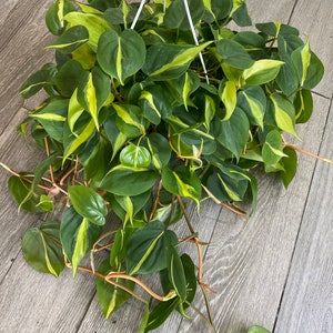 Philodendron Brazil 8”