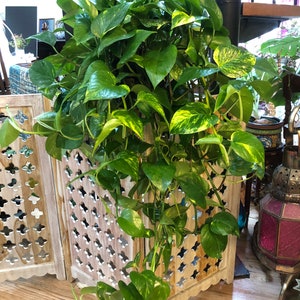 May include: A large potted plant with green and yellow variegated leaves. The plant is growing in a white wooden planter with a decorative lattice design. The plant is hanging over the sides of the planter.