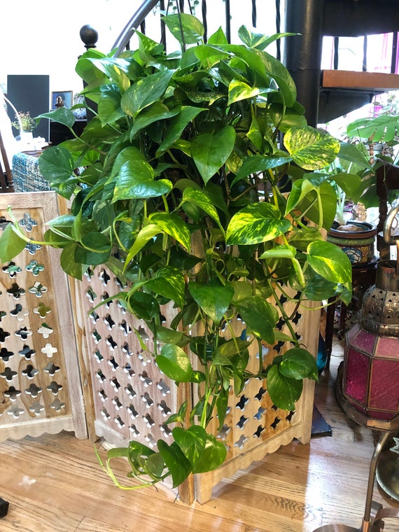 Pothos Hawaiian/golden 8 Hanging Basket - Etsy Israel