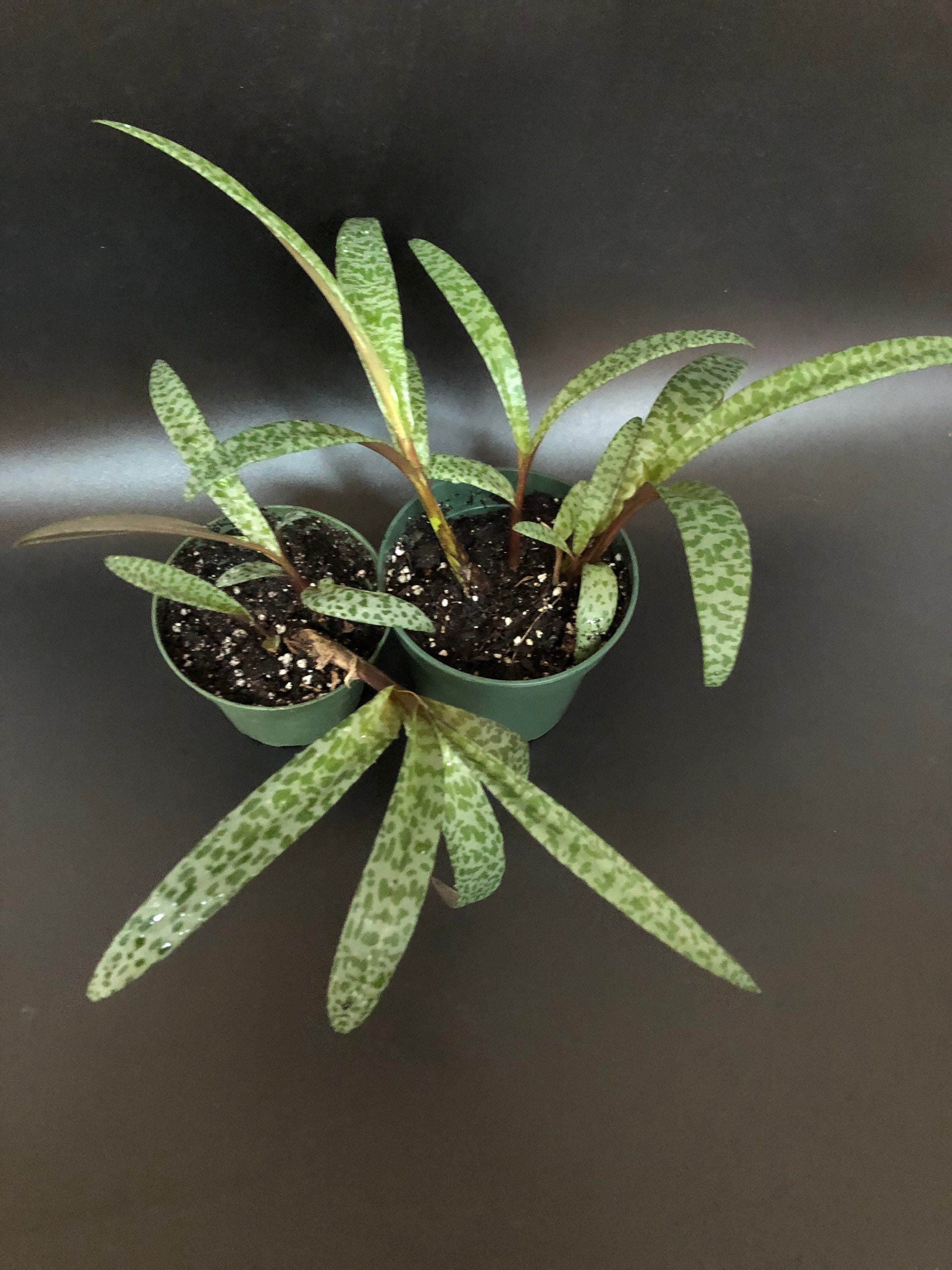 Leopard Lily Succulent Violacea 4 Etsy Hong Kong