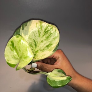 pothos manjula Cuttings