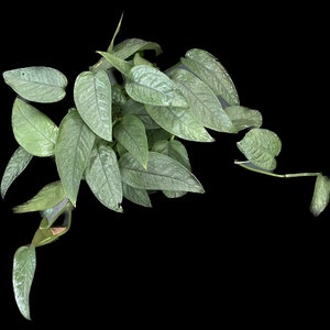 Puede incluir: Primer plano de una planta verde frondosa con hojas grandes y texturizadas. La planta crece sobre un fondo negro.