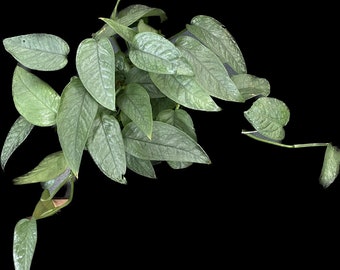 Pothos cebu blauer 4-Zoll-Topf