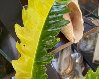 Philodendron ring of fire brokig 15 cm