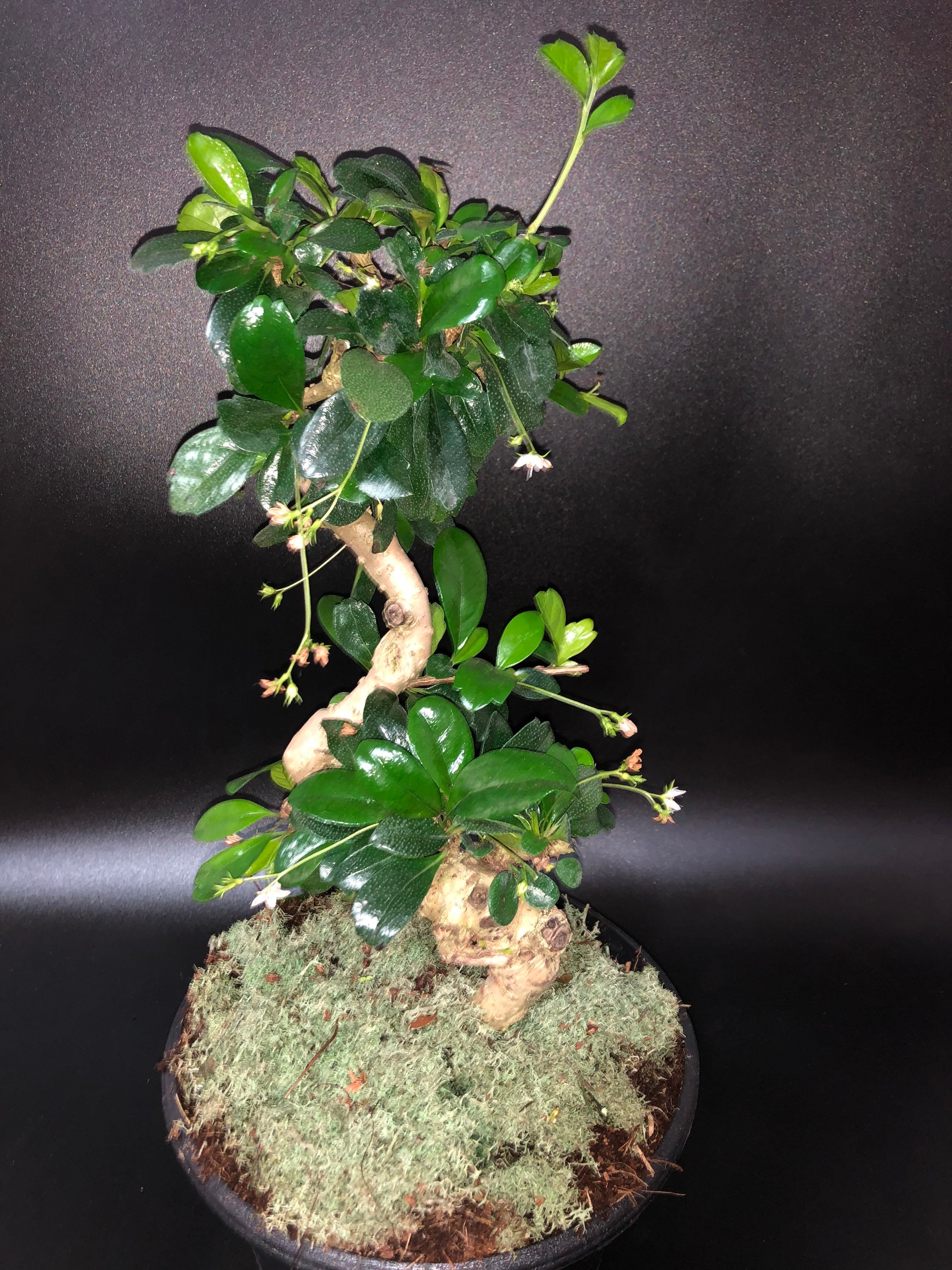 Begonia Bonsai - Etsy