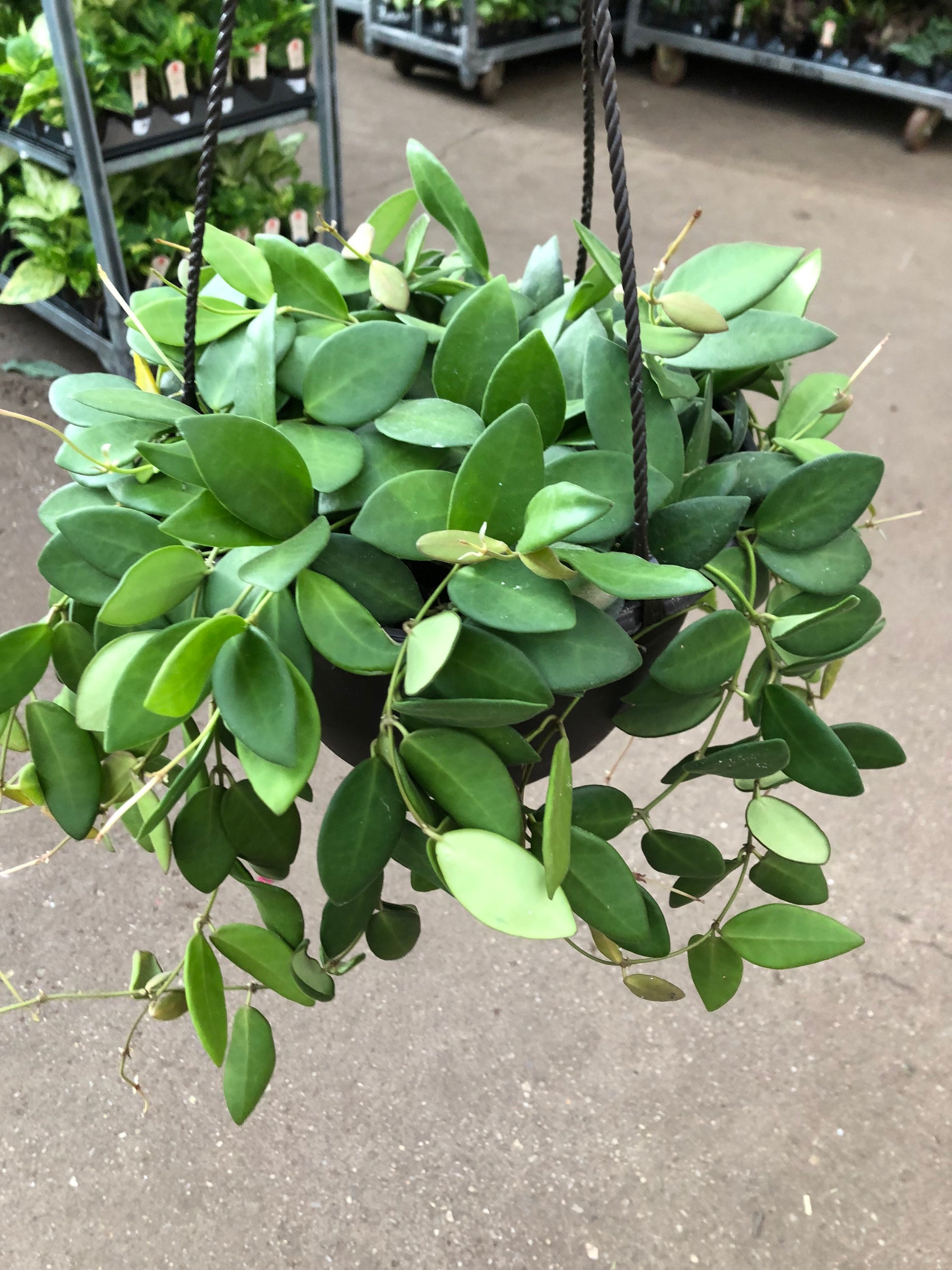 Hoya bilobata 8” beautiful basket. - Etsy 日本