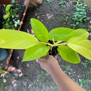 Philodendron Ceylon Beauty Houseplant 4” pot