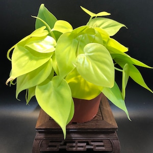 Philodendron lemon lime neon 6” pot
