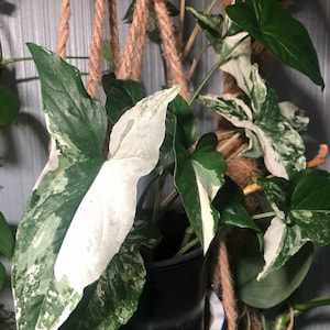 Syngonium Albo changierend 3”