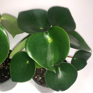 Gota de lluvia de Peperomia