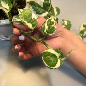 Puede incluir: Primer plano de una planta de interior variegada con hojas verdes y blancas. La planta está siendo sostenida por una mano con esmalte de uñas blanco.