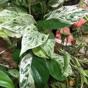 Puede incluir: Primer plano de una planta de interior variegada con hojas blancas y verdes. Las hojas son grandes y tienen un patrón de mármol.