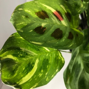 Calathea maranta leuconeura variegated 4”
