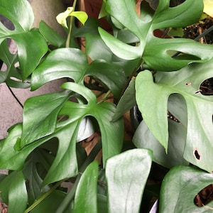 monstera minima cuttings