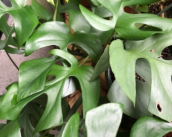 monstera minima cuttings