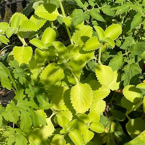 Cuban Oregano Live Plant Tall Starter – Also Known as Spanish Thyme, Indian Borage, Mexican Mint – Fast-Growing, Fragrant Herb 4” pot