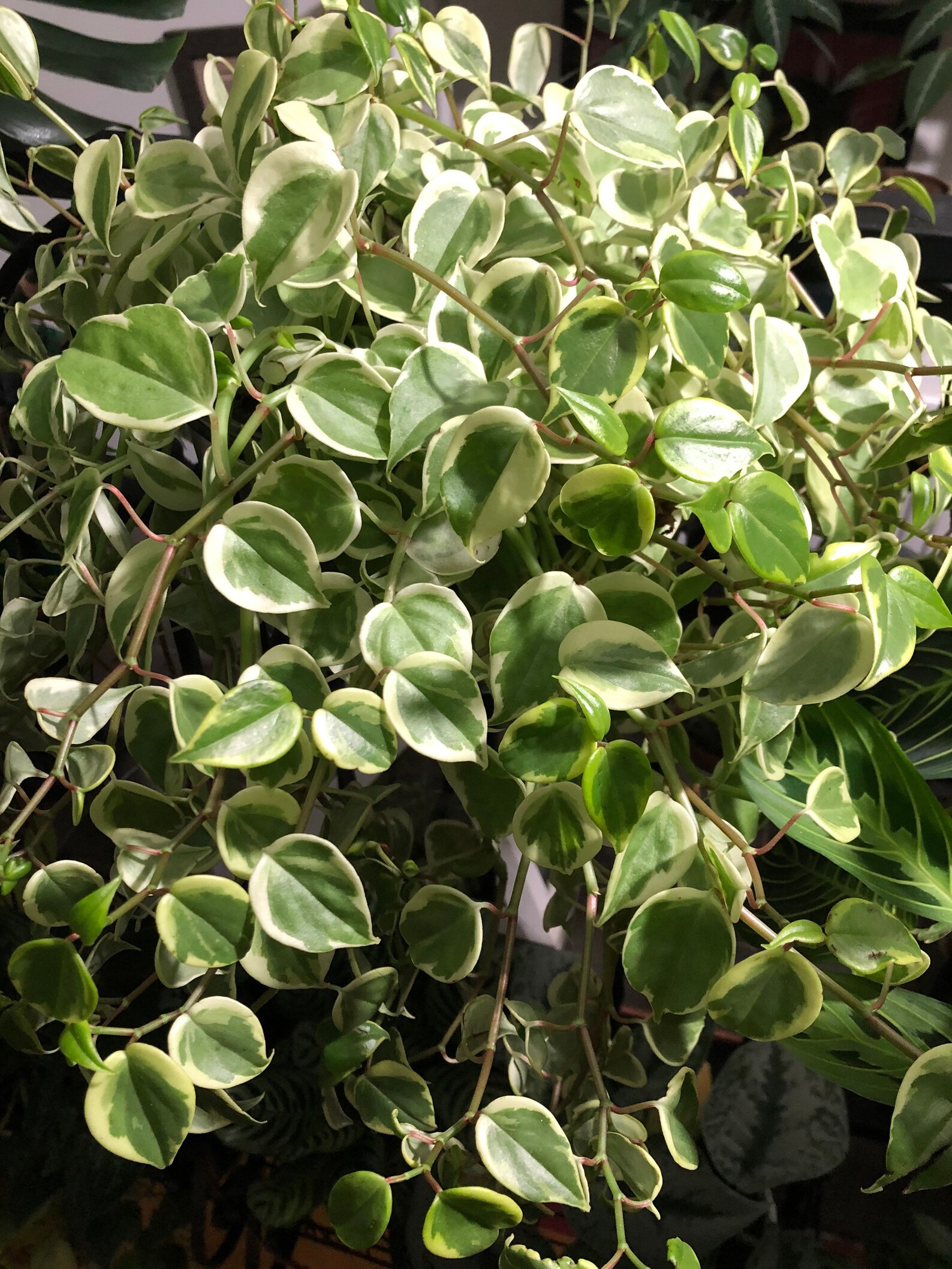 Cupid Peperomia Cutting Etsy