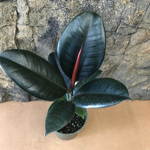 May include: A potted rubber plant with large, dark green leaves and a vibrant red stem. The plant is in a small, green plastic pot, set against a textured, grey and brown background.