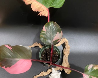 Philodendron pink princess variegated 4”