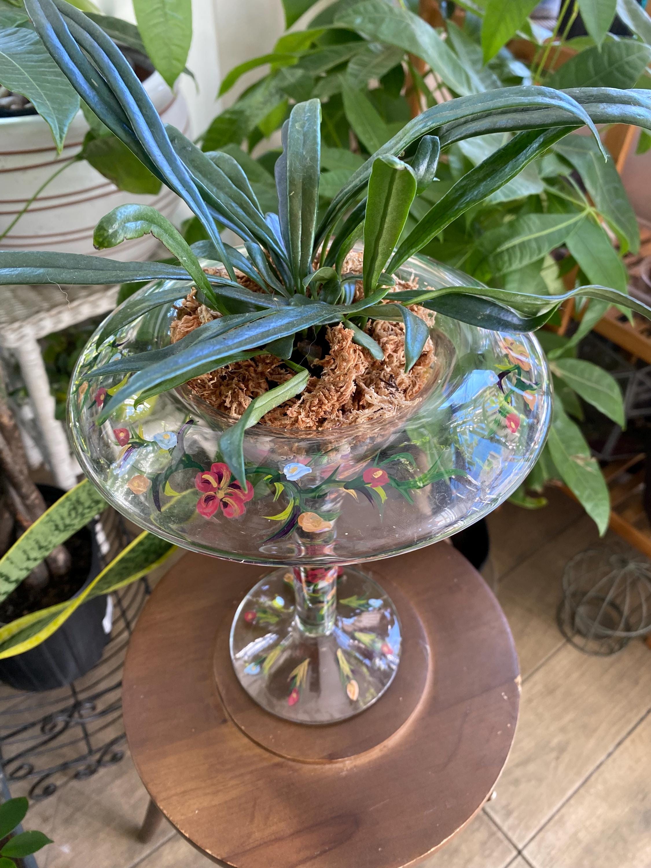 Hoya Glass Vase - Etsy