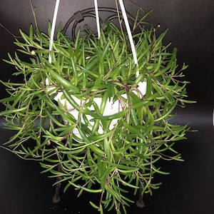 May include: A hanging plant with long, thin, green leaves and purple stems. The plant is in a white pot and is hanging from a white string.