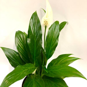 Puede incluir: Una planta de lirio de la paz blanco con hojas verde oscuro en una maceta marrón. La planta tiene un solo capullo de flor blanco.