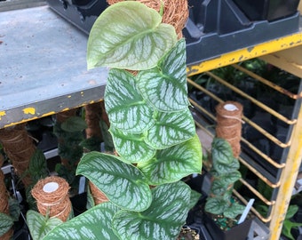 monstera dubia rare House plant with pole