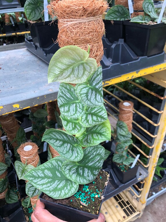 超レア モンステラ デュビア観葉植物ダブル 超レア モンステラ デュビア観葉植物ダブル