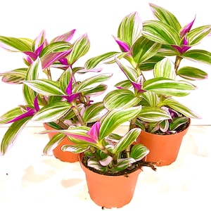 Tradescantia Nanouk fantasy vine Rainbow wandering Jew bubblegum