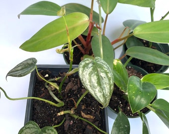 Philodendron collection