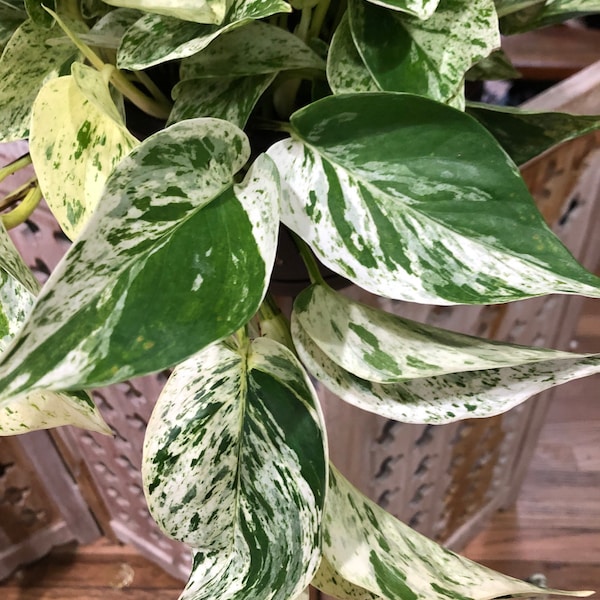 Reina de las nieves Pothos 8”