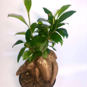 Może przedstawiać: Małe zielone drzewo figowe z grubym, sękatego pniem, posadzone w białej ceramicznej doniczce z ozdobnym wzorem.