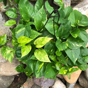 Pothos marble queen 8” pot