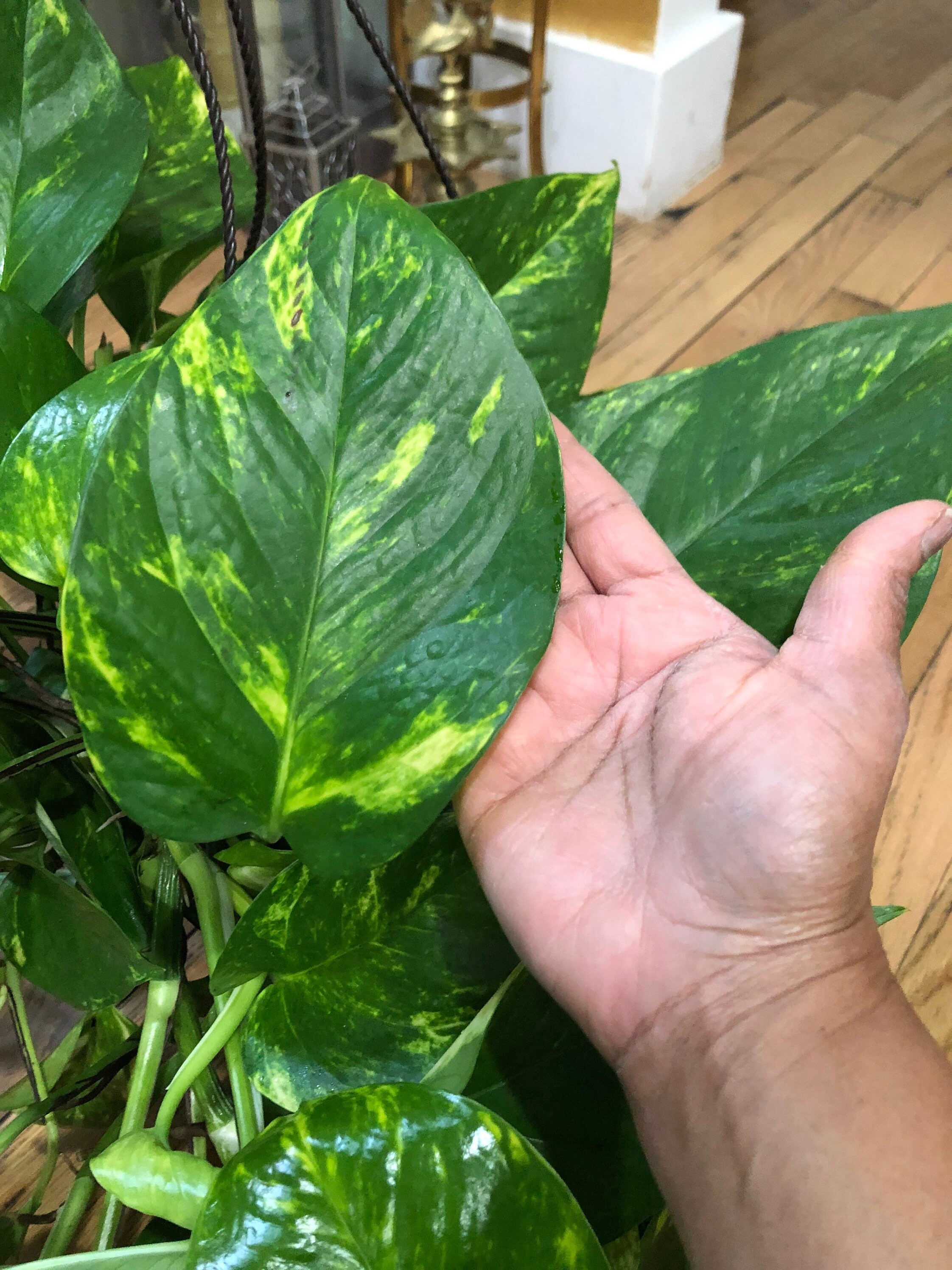 Pothos Hawaiian/golden 8 Hanging Basket 