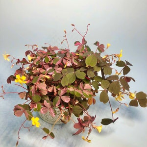 Oxalis plant 4” pot  Spiralis sap. Vulcanioa. ‘ plum crazy’