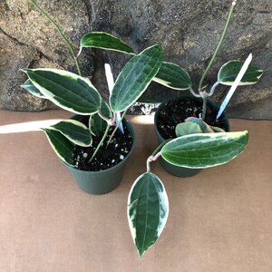 アルボマルギナータ - Etsy 日本