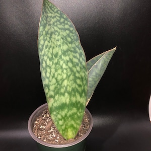 whale fin sansevieria masoniana 6”