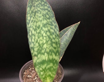 whale fin sansevieria masoniana 6”