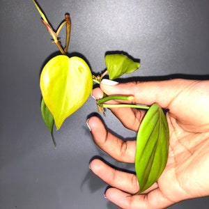 以下が含まれることがあります： 手の中に、黄色い葉の小さな緑色の植物が置かれている。植物は細い茎を持ち、葉はハート型をしている