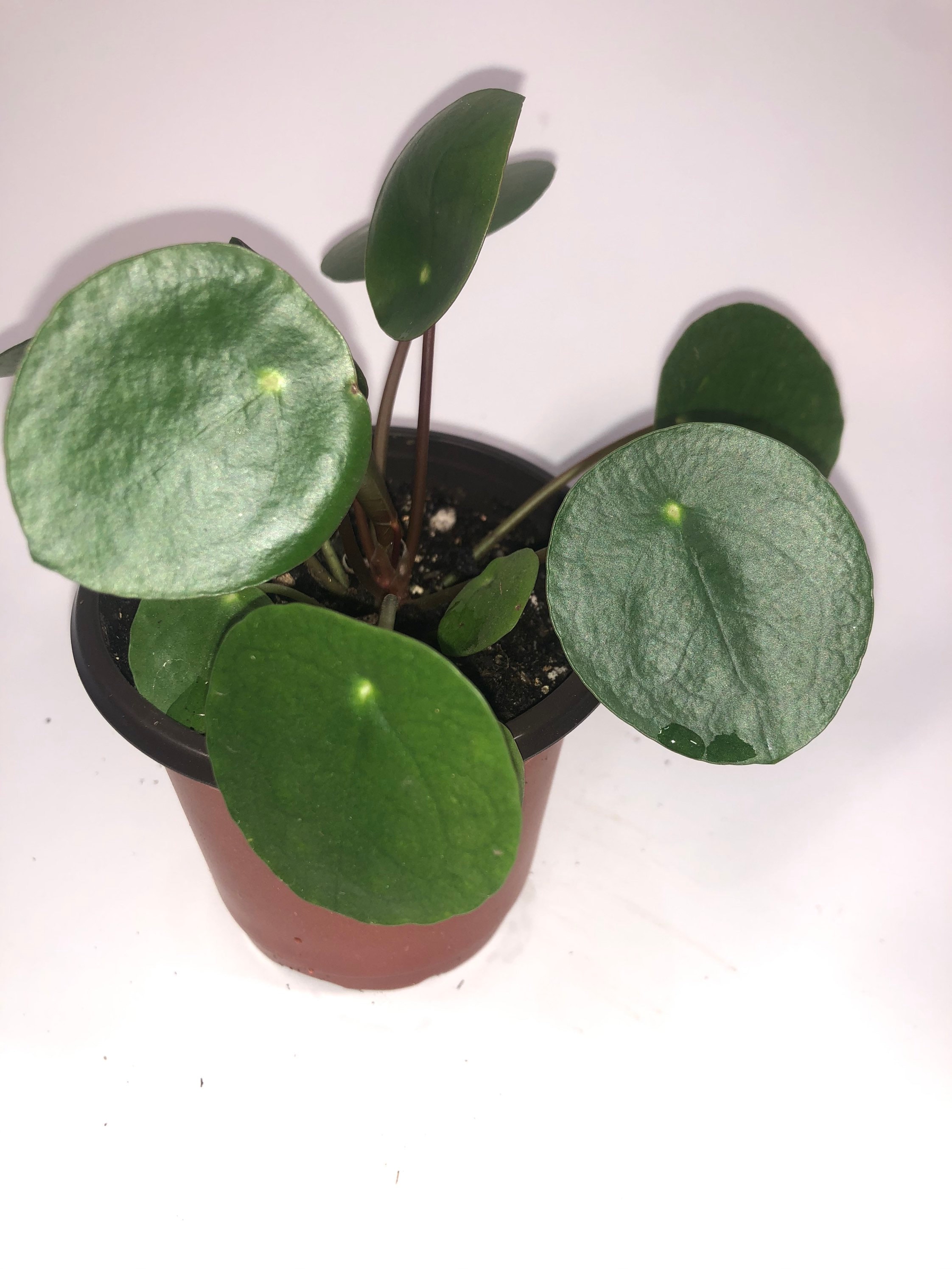 was kostet eine monstera Hydro XXL Monstera am Stab, 120-140cm – Green Me Up main image 1